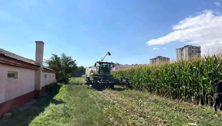 Niğde’de Silajlık Mısır Hasadı Tamamlandı