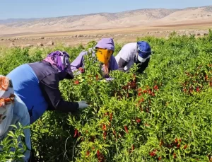 Nusaybin’de Biber Üretimi ve Salça İmalatı