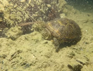 Okçular Göleti’nde Su Altı Canlılığı Araştırması