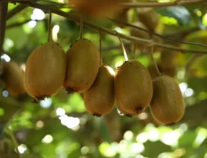 Ordu Kivisinden 200 Milyon Lira Gelir Bekleniyor