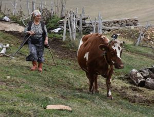 Ordu’da 40 yıldır besicilik yaparak ailesinin geçimini sağlıyor