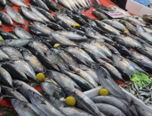 Ordu’da tezgahlarda palamut bereketi