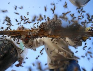 Organik arıcılığa kovan başına 50 lira destek