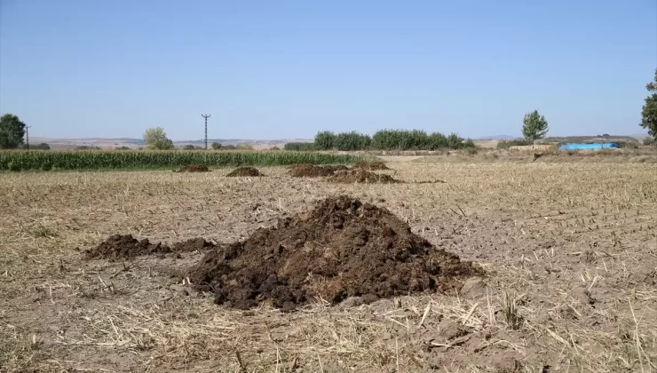 Organik Gübre Kullanımının Faydaları