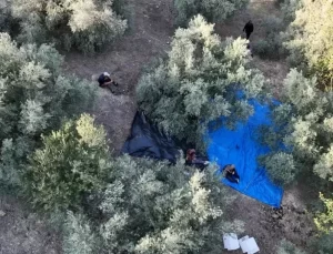 Osmaniye’de Zeytin Hasadı Başladı
