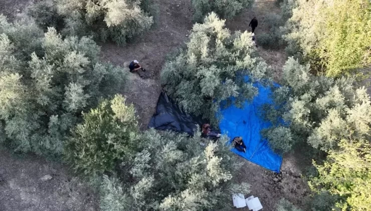 Osmaniye’de Zeytin Hasadı Başladı