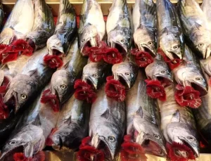 Palamut Avı Bol, İhracat Düşük