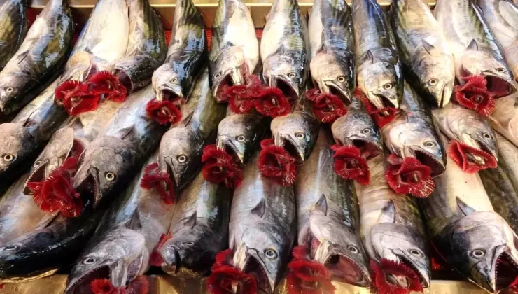 Palamut Avı Bol, İhracat Düşük