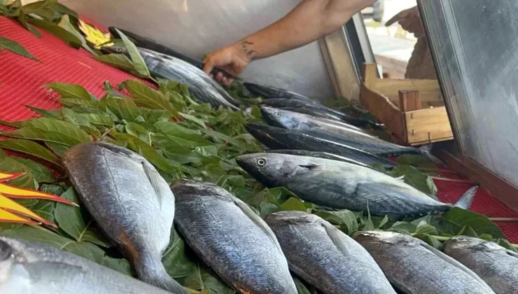 Palamut Fiyatları Düşüşte