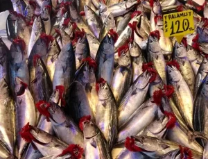 Palamut Fiyatları Hava Koşullarına Bağlı Artıyor