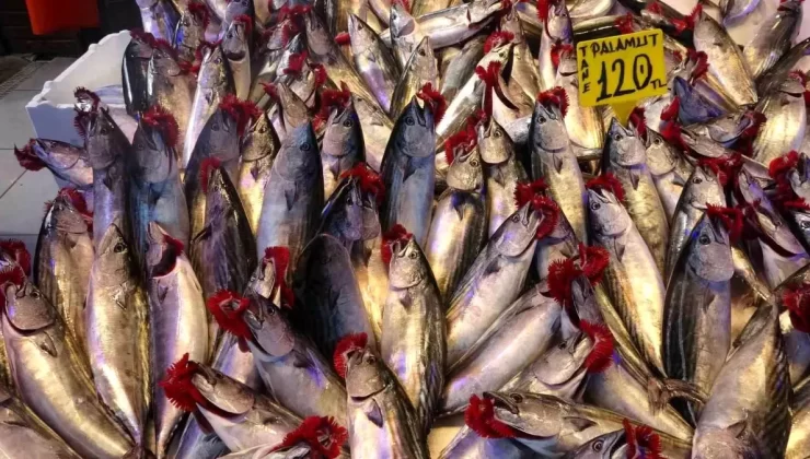 Palamut Fiyatları Hava Koşullarına Bağlı Artıyor