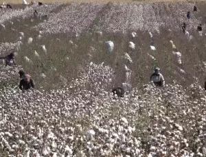 Pamuk Üreticileri Zor Durumda