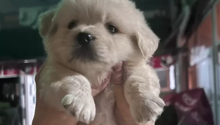 Pekinez yavru köpek ‘Prenses’ çalındı