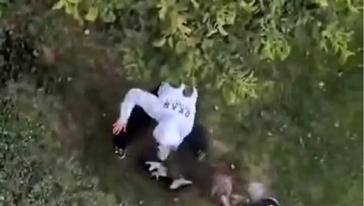 Pitbull, Kediyi Parçaladı