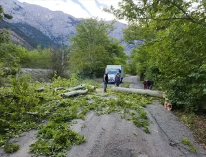 Pozantı’da Rüzgar Ağaçları Devrildi