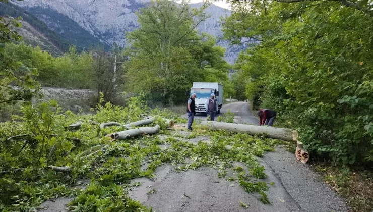 Pozantı’da Rüzgar Ağaçları Devrildi