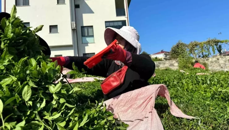 Rize’de 4. Çay Sürgünü Hasadı Başladı