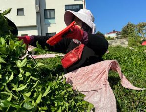 Rize’de çaya 4. sürgün geldi, üretici memnun