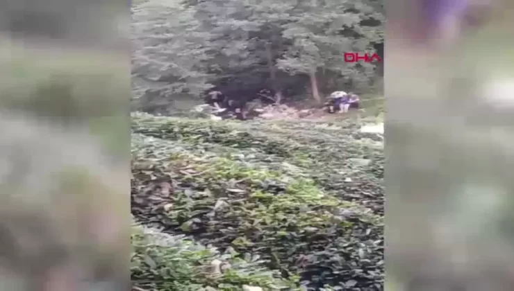 Rize’de Uçuruma Yuvarlanan Kamyonette Kıbrıs Gazisi Hayatını Kaybetti