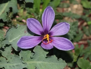 Safran Tarlaları Turizme Açıldı