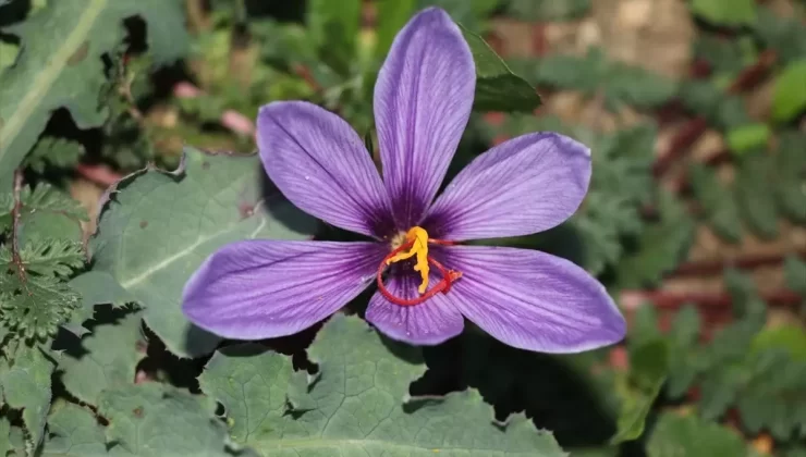 Safran Tarlaları Turizme Açıldı