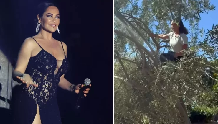 Sahte markalara da gönderme yaptı, Hülya Avşar Ayvalık’ta zeytin hasadında