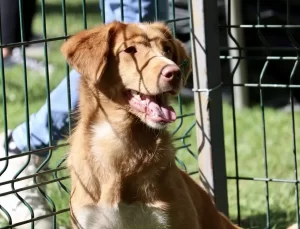 Sakarya’da Hayvanları Koruma Etkinliği