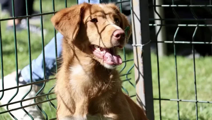 Sakarya’da Hayvanları Koruma Etkinliği