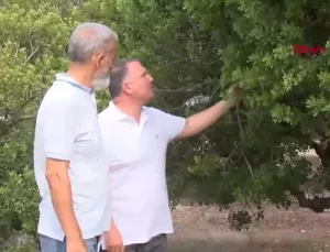 Sakız Ağacı Üretimi Artıyor