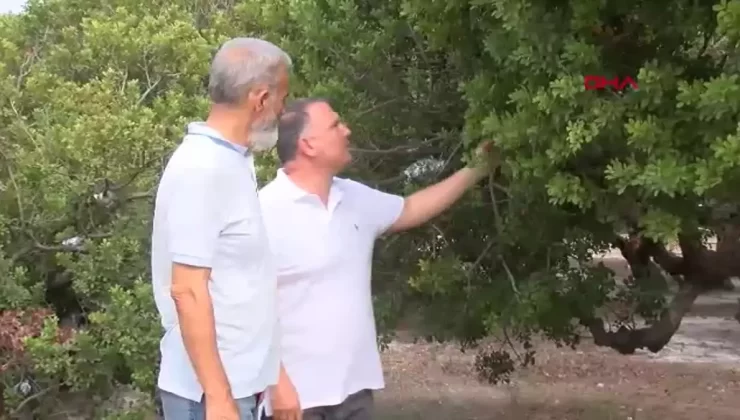 Sakız Ağacı Üretimi Artıyor