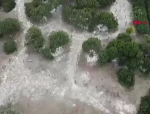 Sakız Ağacı Üretimi Çeşme’de Artıyor