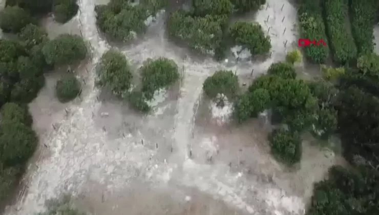 Sakız Ağacı Üretimi Çeşme’de Artıyor