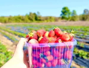 Samsun’da Çilek Üretimi Artıyor: 1.6 Milyon Fide Desteği Sağlandı