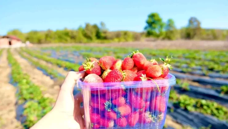 Samsun’da Çilek Üretimi Artıyor: 1.6 Milyon Fide Desteği Sağlandı