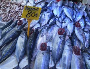 Samsun’da palamut fiyatları 80 TL’ye düştü