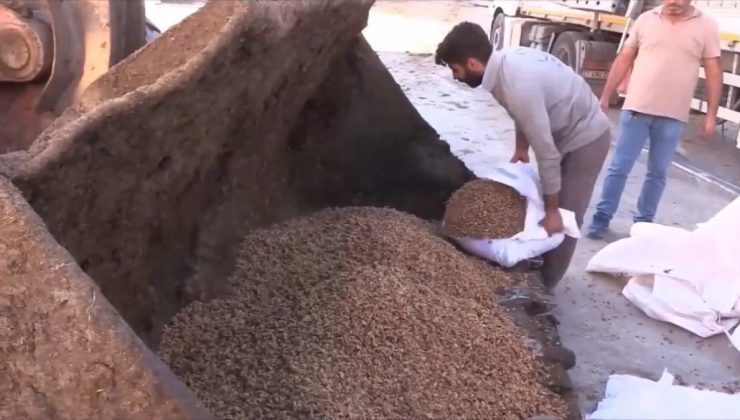 Şanlıurfa’da Suriye’den gelen tırda 79 ton ceviz içi ele geçirildi