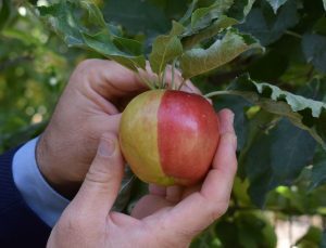 Sarı kırmızı elma ilgi odağı oldu: Hem iki rengi, hem de iki farklı tadı var