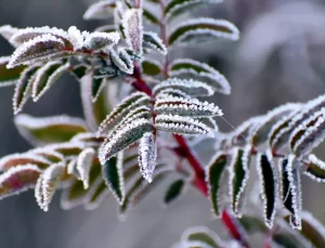 Sarıkamış’ta Soğuk Hava Etkili