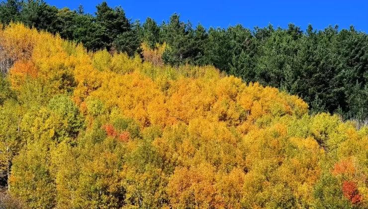 Sarıkamış’ta Sonbahar Renk Cümbüşü
