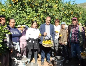 Satsuma Mandalina Hasadı ve İhracat Zamanı