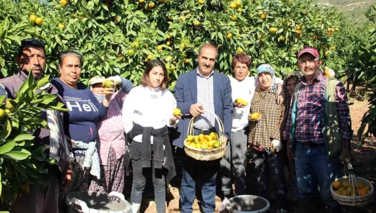 Satsuma Mandalina Hasadı ve İhracat Zamanı