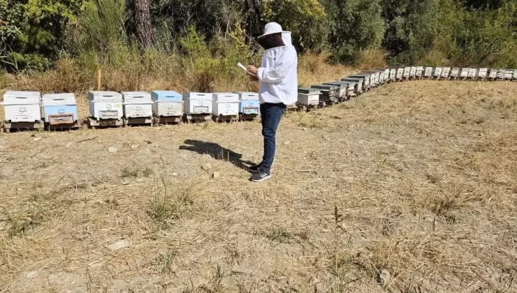 Seydikemer’de Arılı Kovan Tespiti Tamamlandı