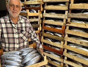 Sinop’ta ağlara bir gecede 2 bin kasa palamut takıldı