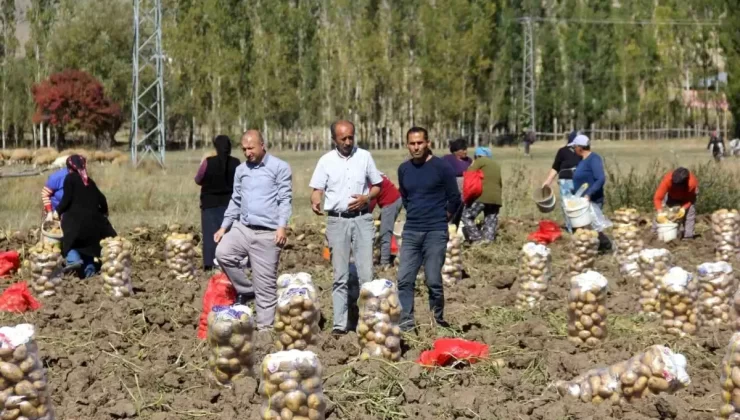 Sivaslı üretici patatesi perakende satıyor