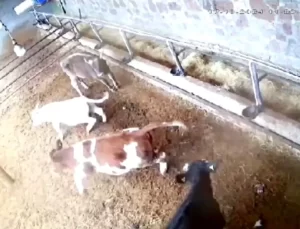 Sivas’ta Deprem Anı İnekleri Paniğe Sürükledi