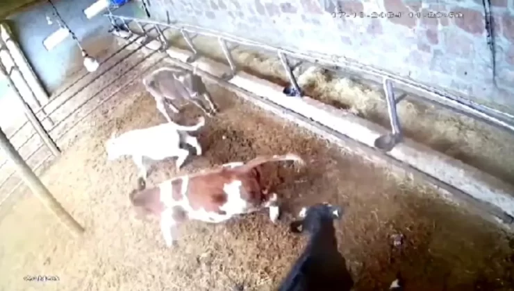 Sivas’ta Deprem Anı İnekleri Paniğe Sürükledi