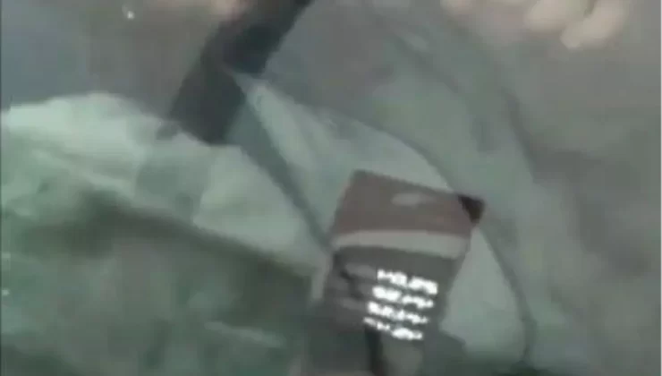 Sokak Köpeğine İstismar İddiası