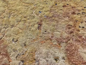 Sonbaharda Ağaçbaşı Turbalığı’nın Güzellikleri