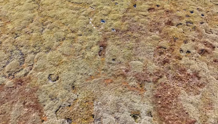 Sonbaharda Ağaçbaşı Turbalığı’nın Güzellikleri