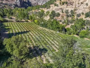 Suat Yılmaz’dan Aronya Yetiştiriciliği